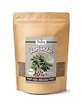 Biojoy Semillas de Cilantro orgánico (250 g), naturales, enteras, sin aditivos, Coriandrum sativum