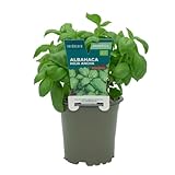 Verdecora Albahaca Hoja Ancha en maceta Ø11cm | Ocimum basilicum | Planta de Interior y Exterior | Hojas Aromáticas y Sabrosas | Ideal para Cocina y Decoración