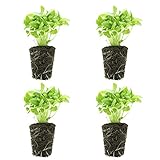 Groots - Pack de 4 Planteles de Albahaca Fresca x 20 g - Homemade Pesto Kit - Imprescindible para Pesto, Ensaladas, Pizzas y Pastas - Cultivo Vertical sin Tierra - Hierba Aromática - Sin Pesticidas