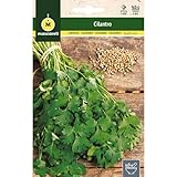 Mascarell Semillas, CILANTRO, Semillas de Hierbas Aromáticas para Plantar, Crea tu Propio Huerto en Casa, 10 Gramos